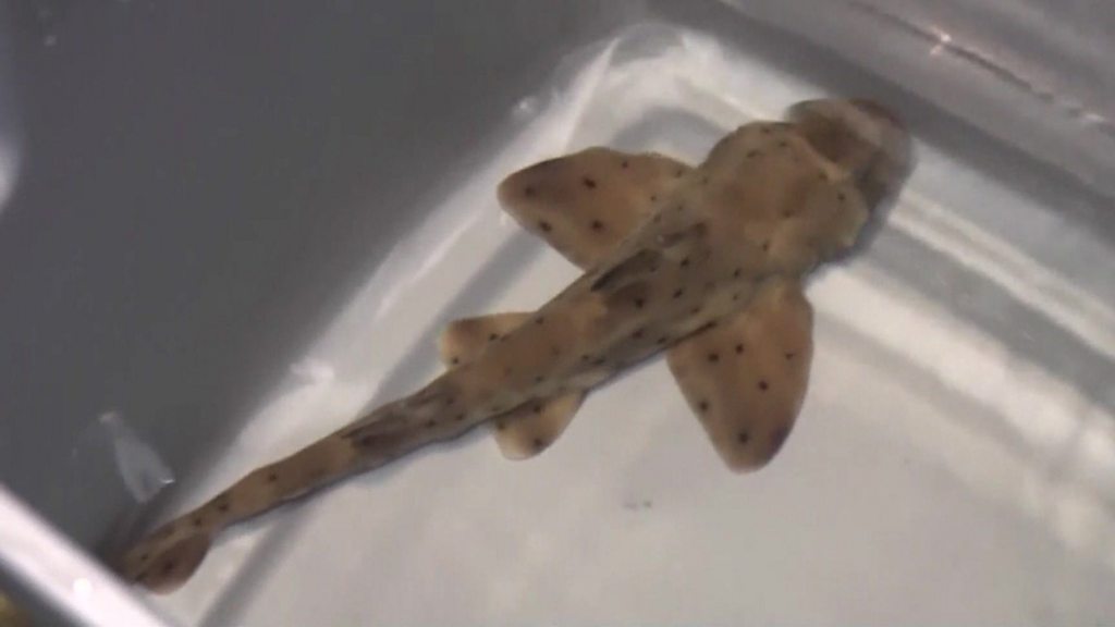 Texas thieves kidnap shark in baby's pram