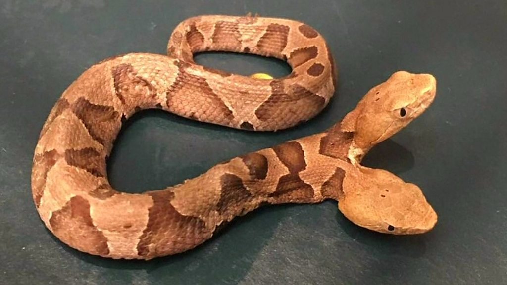 Two-headed rattlesnake found in New Jersey