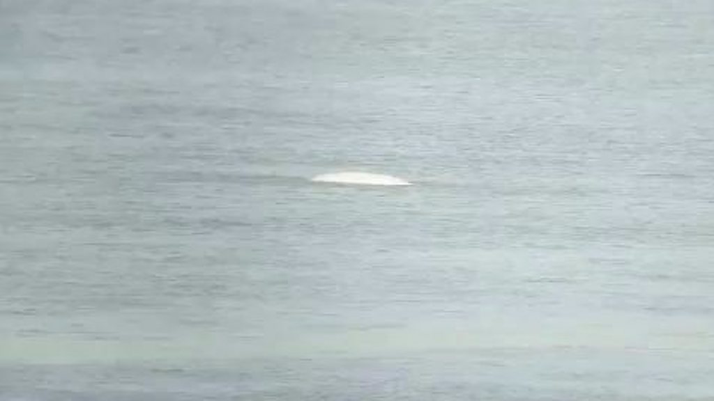 'Beluga whale' spotted in the Thames