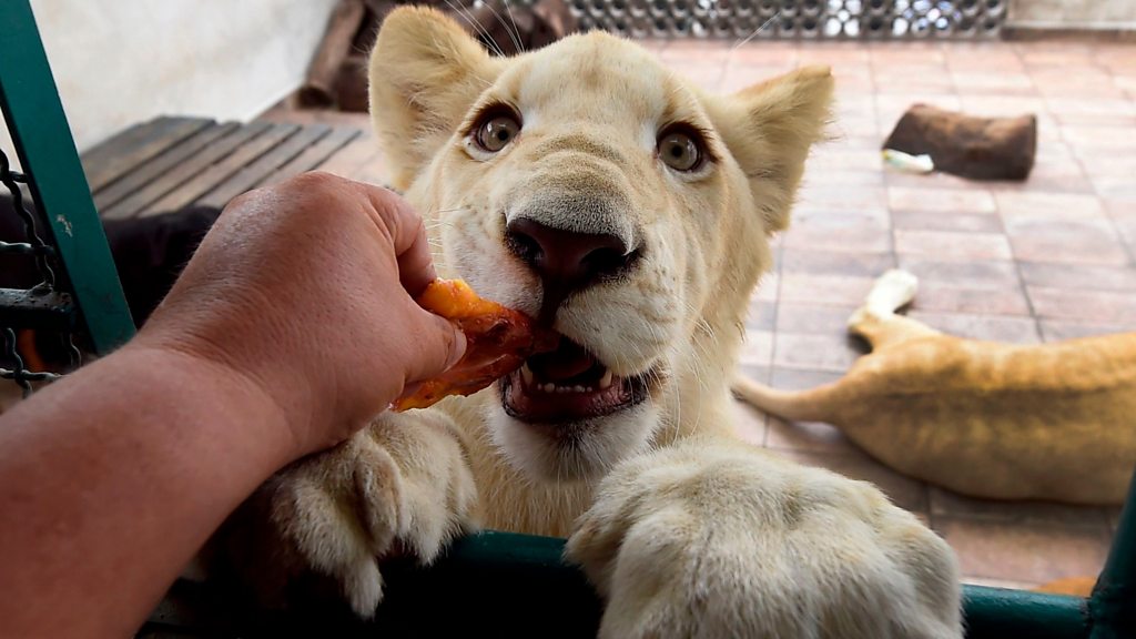 I Am Tiger – Days After Pet Dog Nearly Cost Him Saudi Transfer,  Ex-Liverpool Star Shoots Announcement Video With a Tiger - EssentiallySports