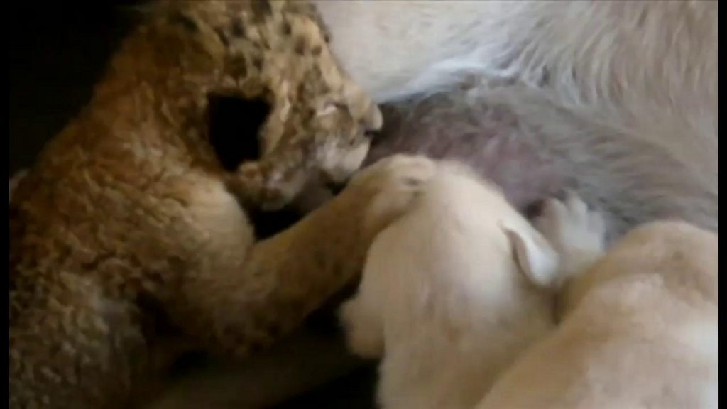 育児拒否された子ライオン 犬が母親代わりに cニュース