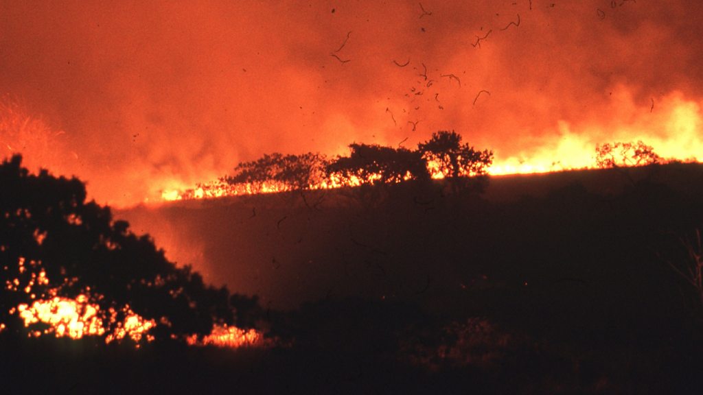 alamy stock photo rainforest fire
