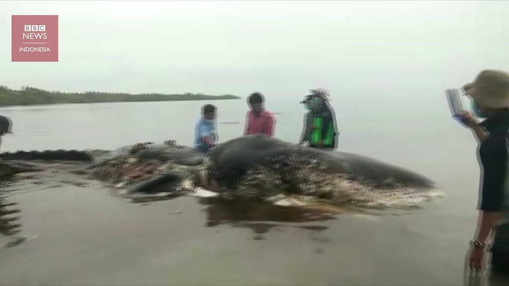 Paus di Wakatobi telan 115 gelas plastik dan sandal  