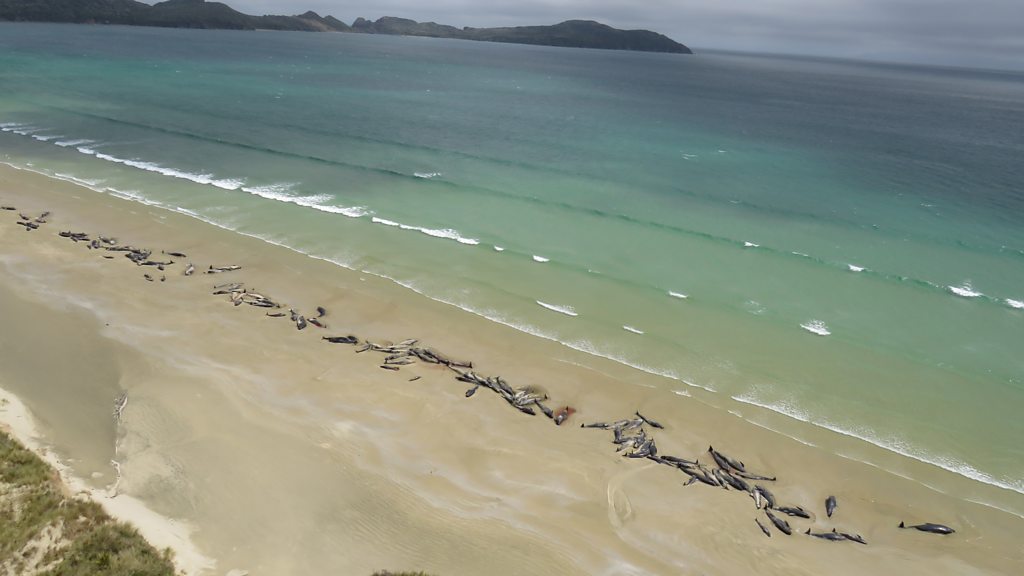 New Zealand whales: Authorities to move 300 carcasses - BBC News