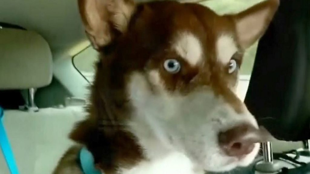 消えたハスキー犬 約1800キロ先で発見 1年半ぶりに家族と再会 cニュース