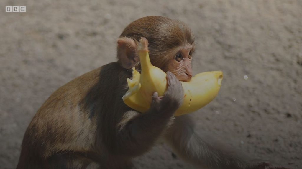 Сколько бананов едят обезьяны. Обезьяна ест банан Мем. Как обезьяны едят бананы. Обезьяна ест себя от голода. Обезьяна ест банан 1024×1024.