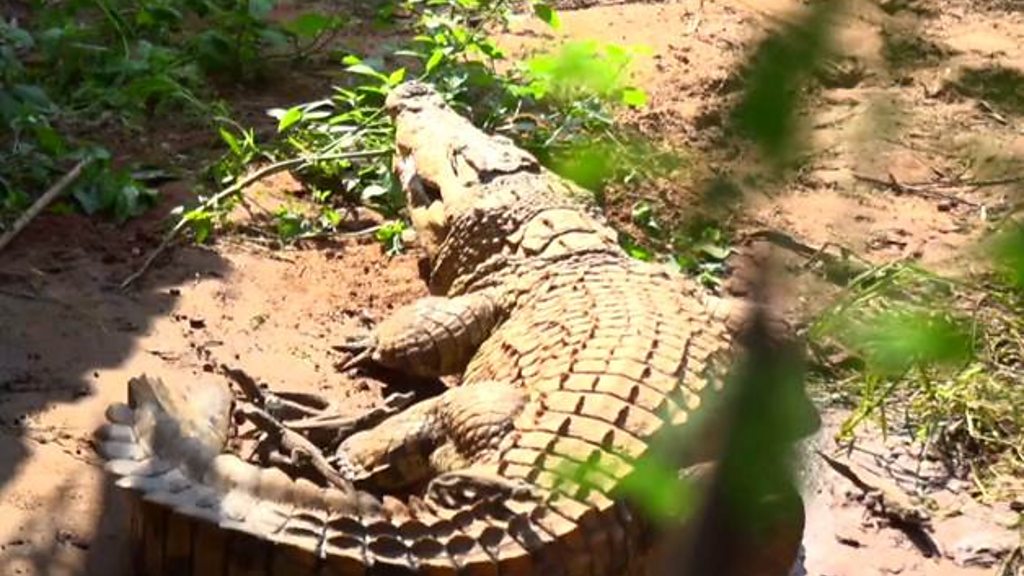 El hombre que tiene más de 40 cocodrilos en su jardín - BBC News Mundo