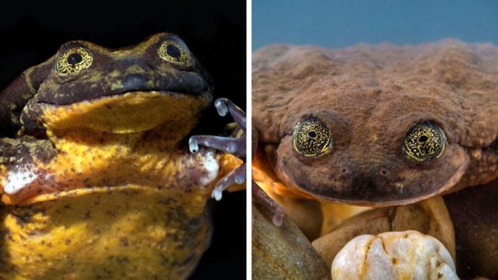 World's 'loneliest' frog gets a date - BBC News