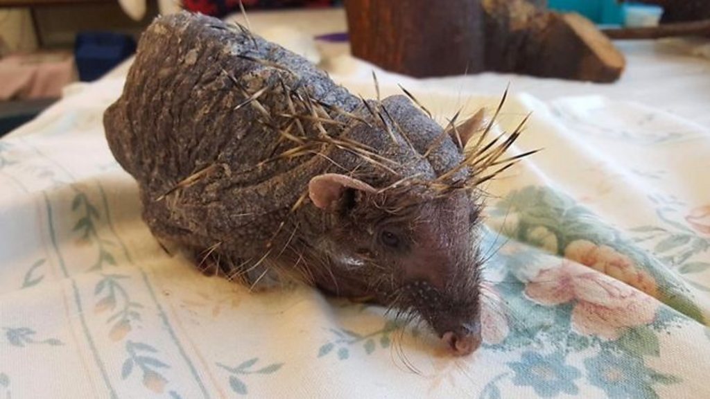 Bald hedgehog gets stress-busting massages