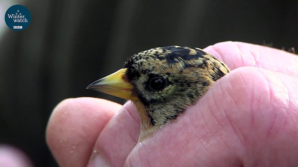 BBC Two - Winterwatch, Feeding Winter Birds