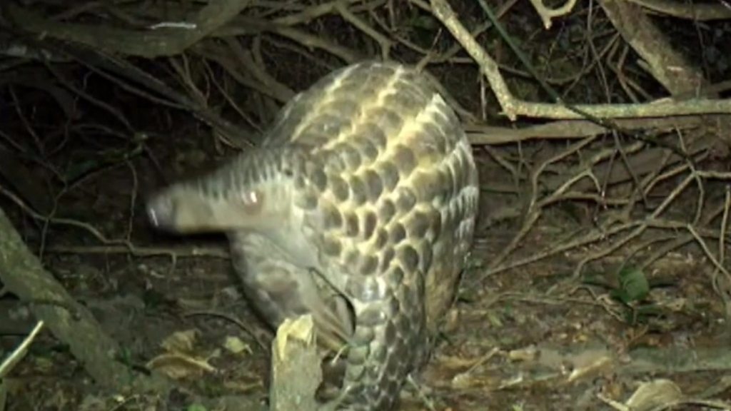 Pangolins: Rare Insight Into World's Most Trafficked Mammal - BBC News