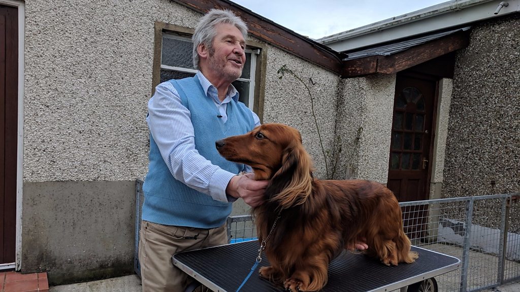 Dachshund Lover Gerry Mcfaul S Crufts Dream Approaches Bbc News
