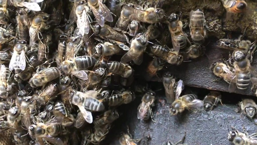 A razão pela qual amamos abelhas e odiamos marimbondos - BBC News Brasil