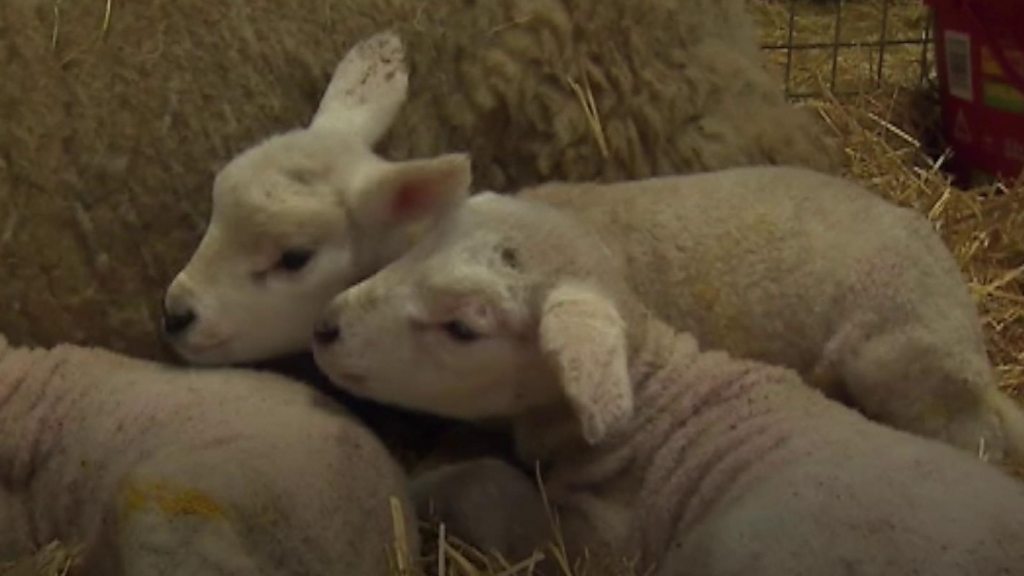 Cellan farmer's shock as sheep delivers five live lambs - BBC News