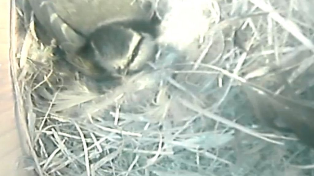 connecting bird box camera to pc