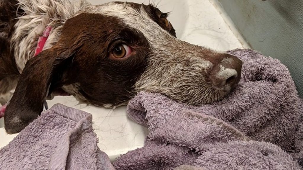 Puppy Found After Months Hunting Rabbits Near Cambridge Bbc News