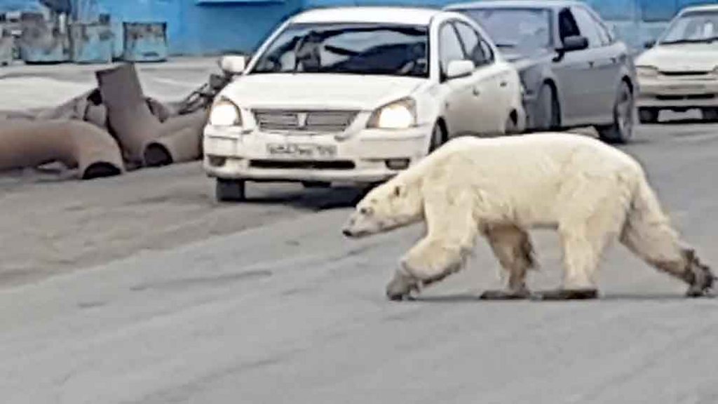 Выходи сова медведь пришел картинка