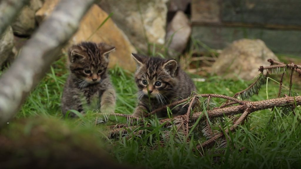 10 more wildcat kittens born at Highland park in adorable picture - Daily  Record