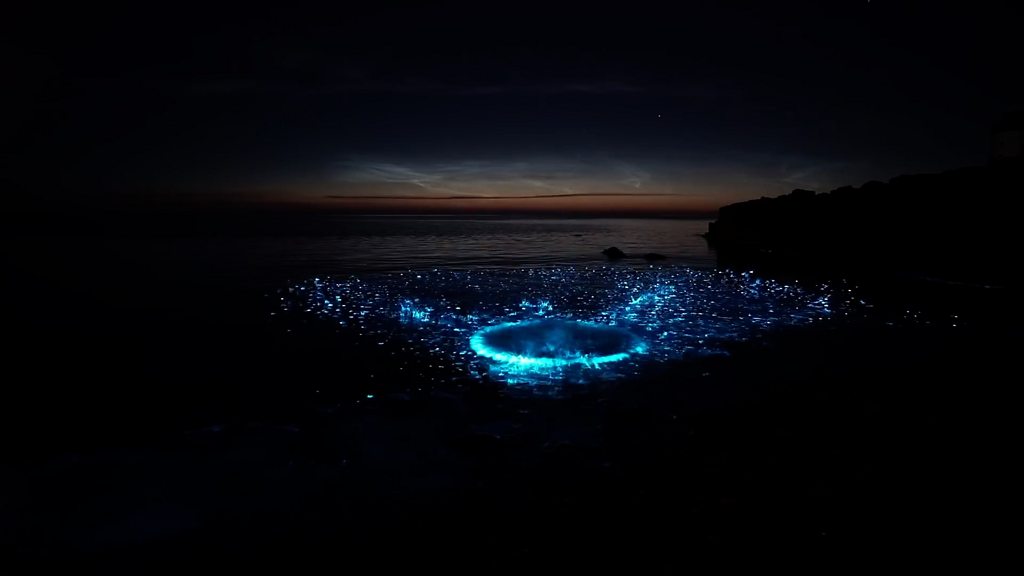 Bioluminescent plankton lights up Welsh coast