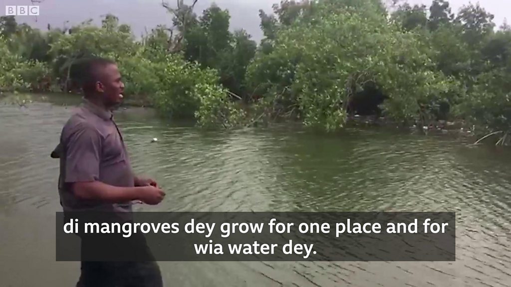 Solution to clean Niger Delta pollution fit come from Mangrove ...