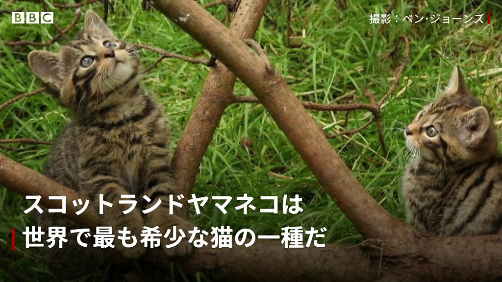 希望の星に 実質的に絶滅 したヤマネコの子猫2匹生まれる cニュース