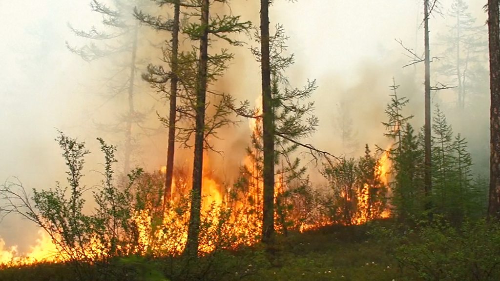 Как в Барнауле незаметно вырубают ленточный бор и почему город может лишиться четверти леса