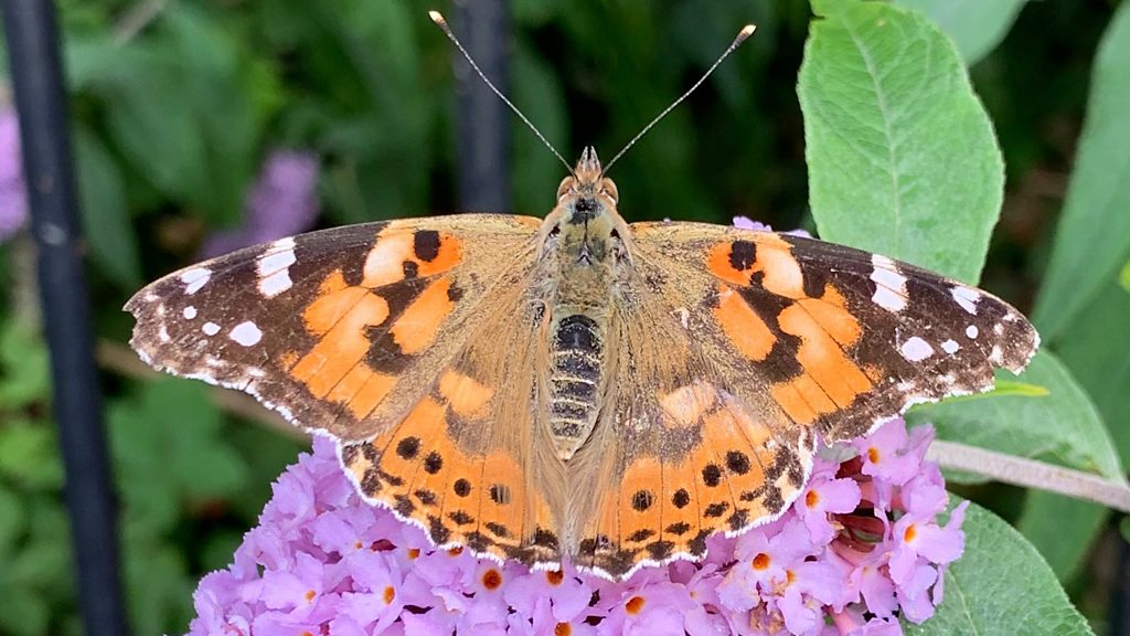 painted-lady-butterflies-emerge-in-once-a-decade-phenomenon-bbc-news