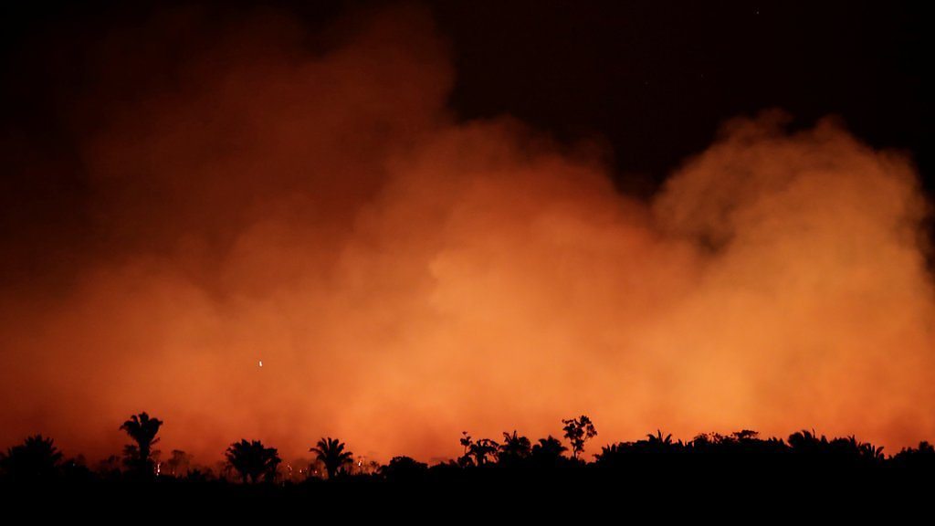 rainforest: Football-pitch-sized area cleared every minute - BBC  Newsround