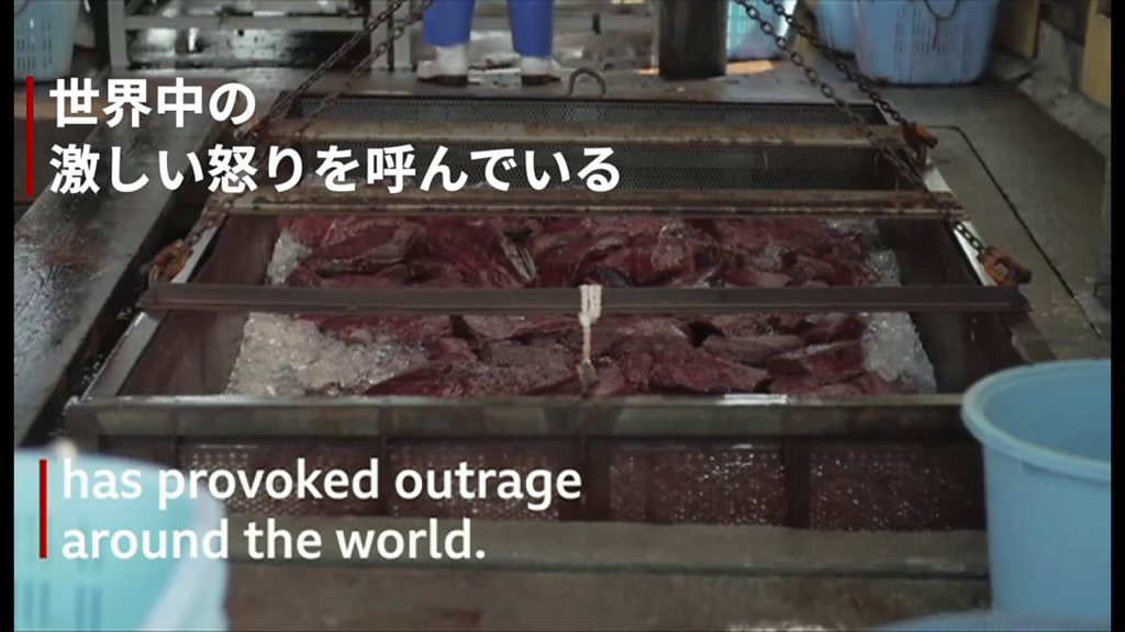 太地町で イルカ追い込み漁 解禁 極めて残酷 と環境団体 cニュース