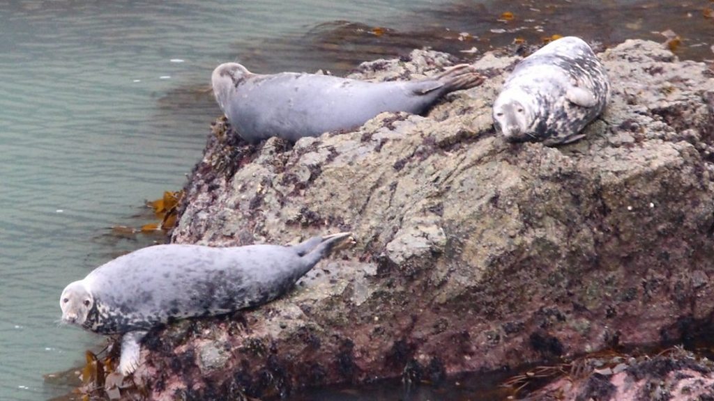 Drones warning over breeding seals in Pembrokeshire
