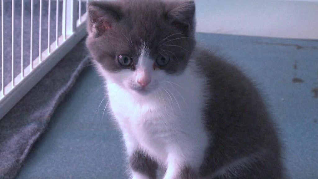 Porno koptoklarga osib qoyilgan