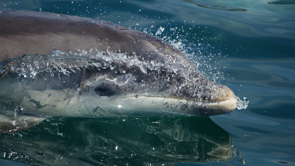 'Dolphin snot' used to look at health of pod off Gower