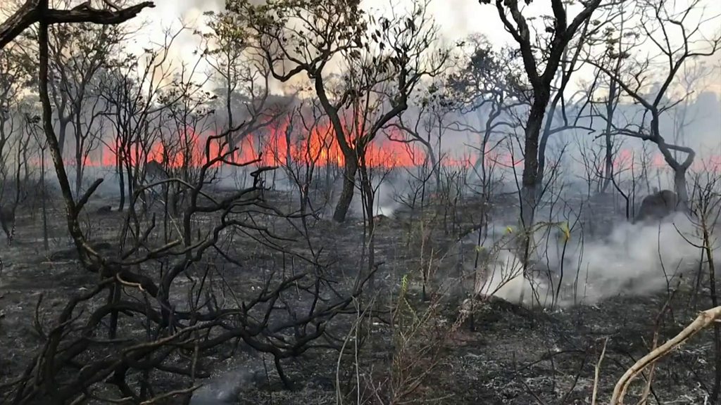 Quem São Os Voluntários Que Combatem Incêndios Na Amazônia Bbc News Brasil 