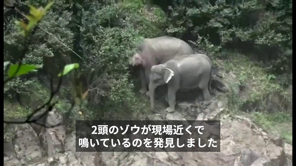 タイの滝でゾウが6頭死亡、生き残った2頭を救出 - BBCニュース