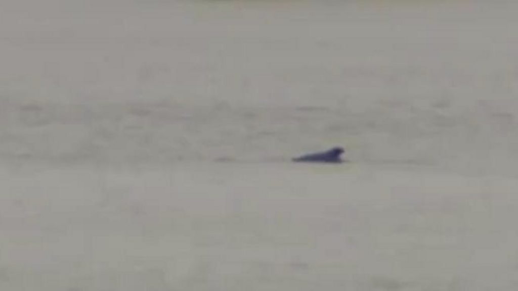 Humpback whale spotted in River Thames found dead
