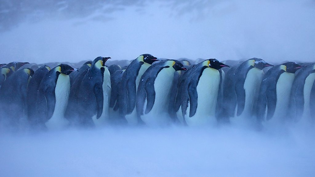 Climate change: Emperor penguin 'needs greater protection' - BBC News