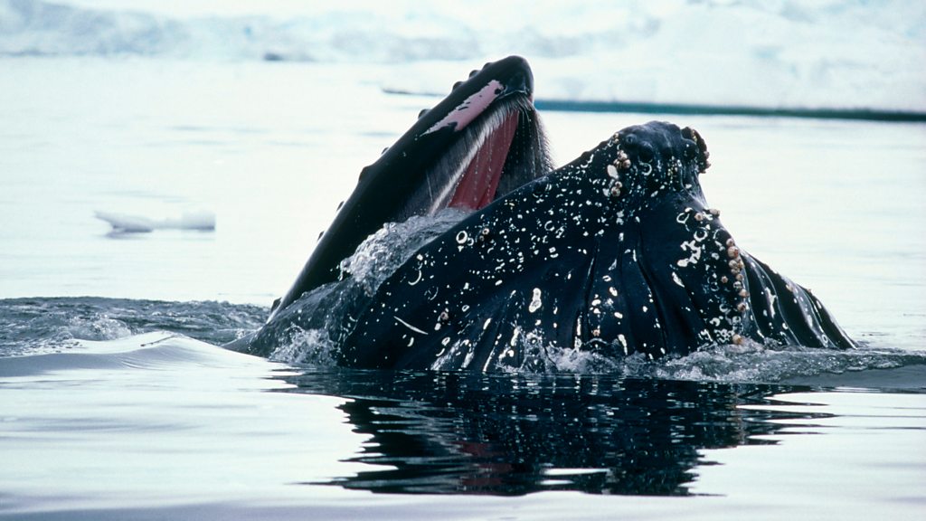 Southwest Atlantic humpback whales on recovery path