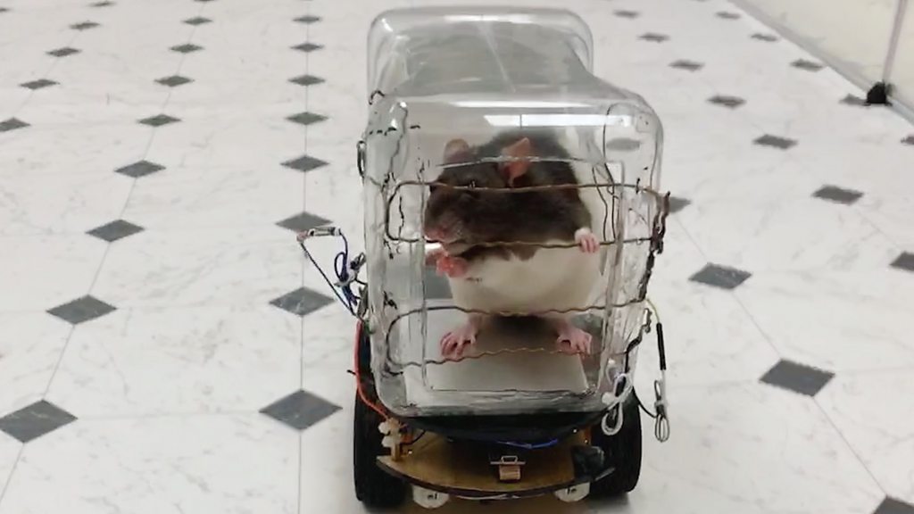 Rats taught to drive tiny cars to lower their stress levels