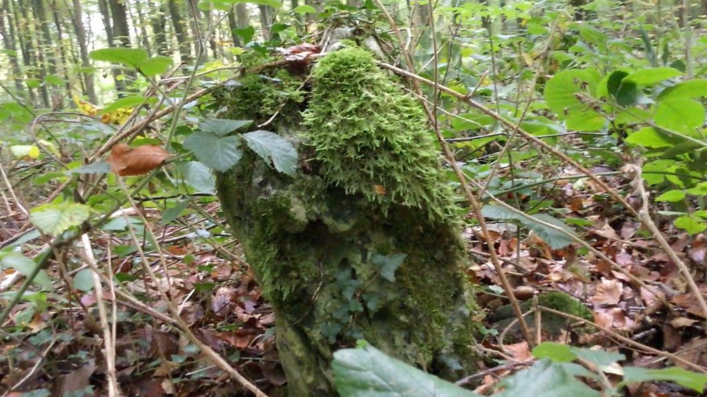 Bronze Age monument discovered in Forest of Dean