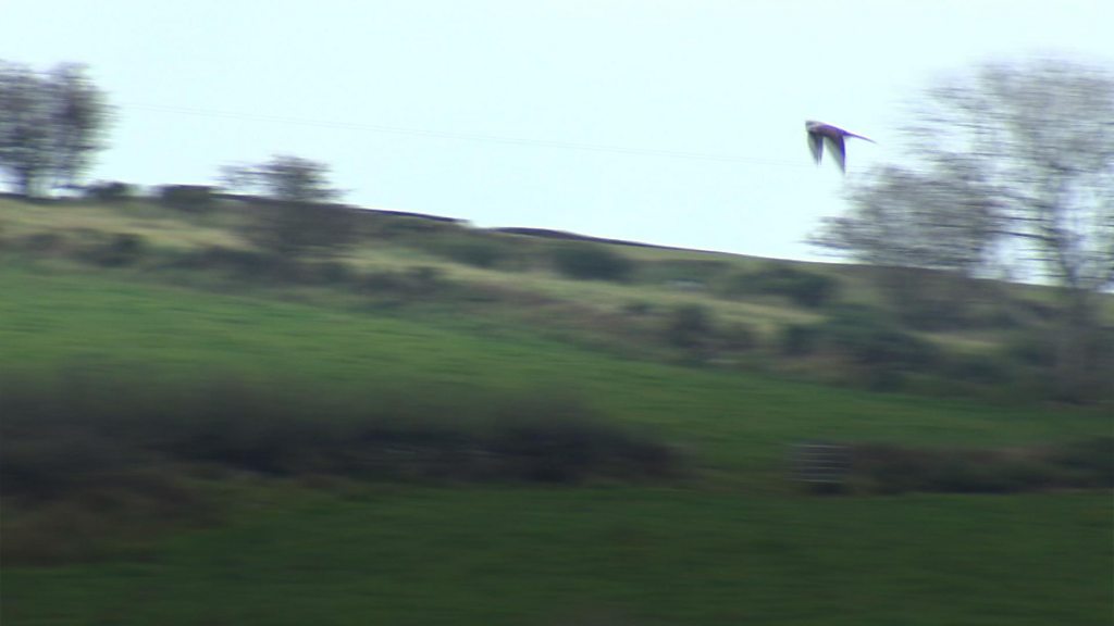 Criminal cash used to protect birds of prey