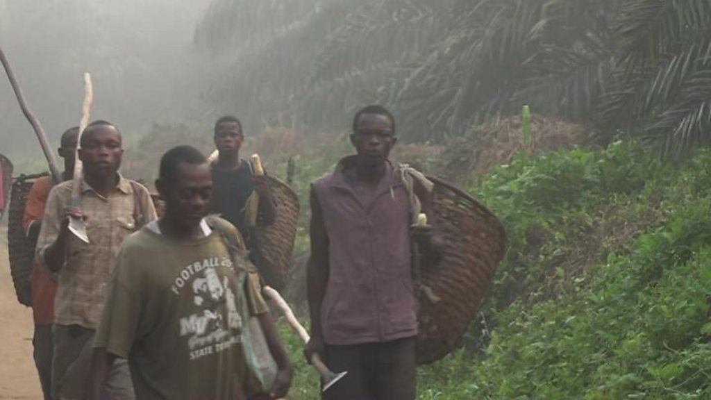 DR Congo workers for Feronia made impotent by pesticides - HRW