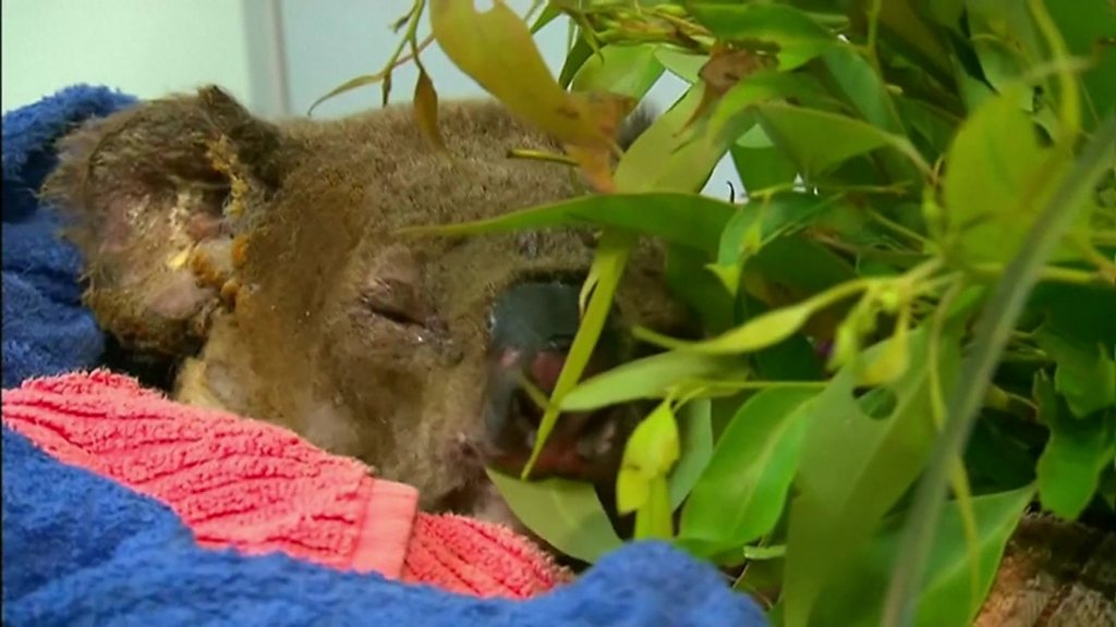 Koala seen in rescue from Australian bushfire dies - BBC News