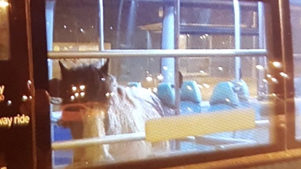 Loose horse rescued from Cardiff road and on the bus