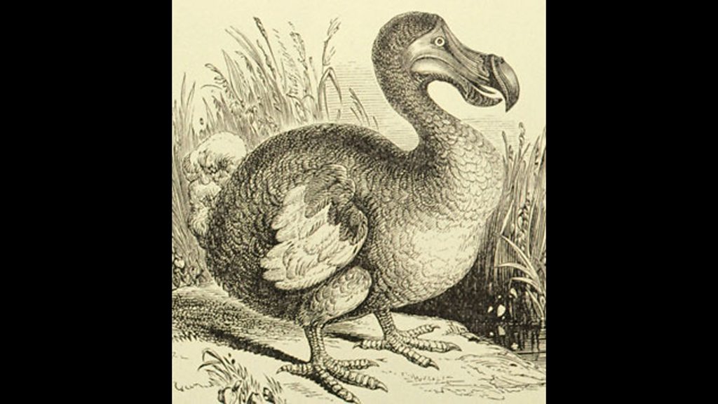 BBC Audio | Witness History | How the dodo died out