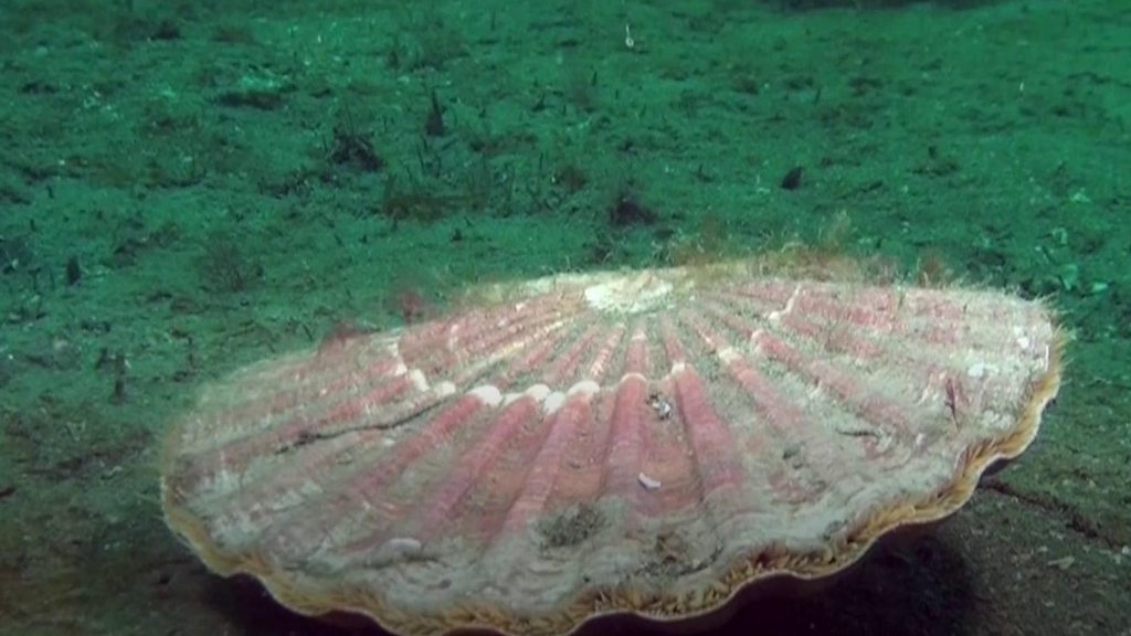 Scallops 'Lack of progress' in Cardigan Bay fishing rules BBC News
