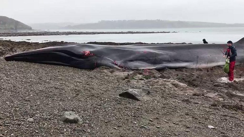 Whale beached in Cornwall dies despite rescue attempts thumbnail