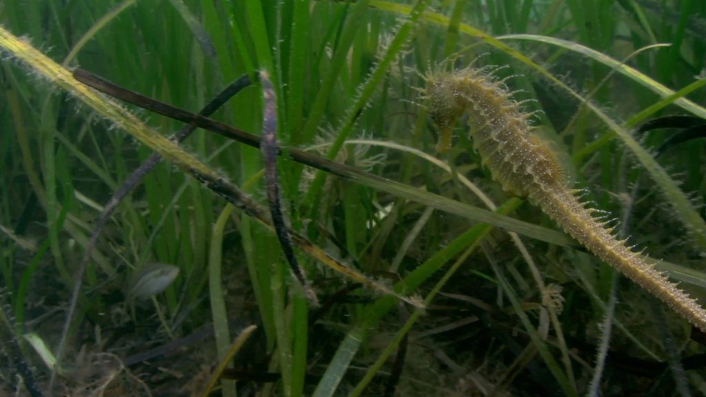 Climate change: Carbon-reducing seagrass planted off Welsh coast