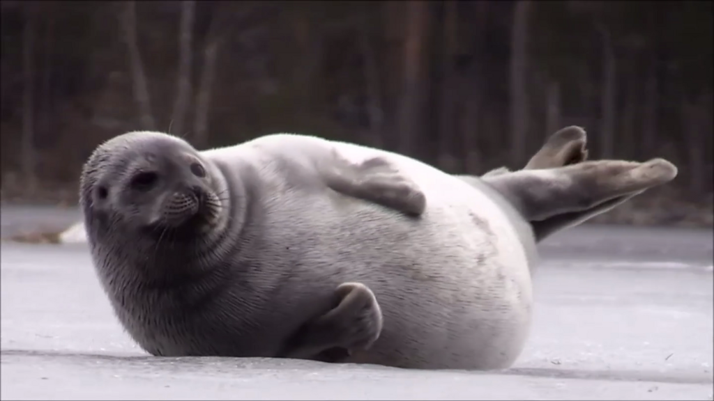 芬兰网络直播海豹生活提高保育意识 c 英伦网