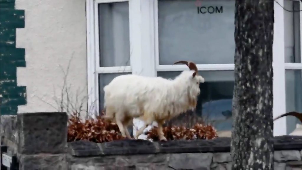 Coronavirus Goats take over empty streets of seaside town