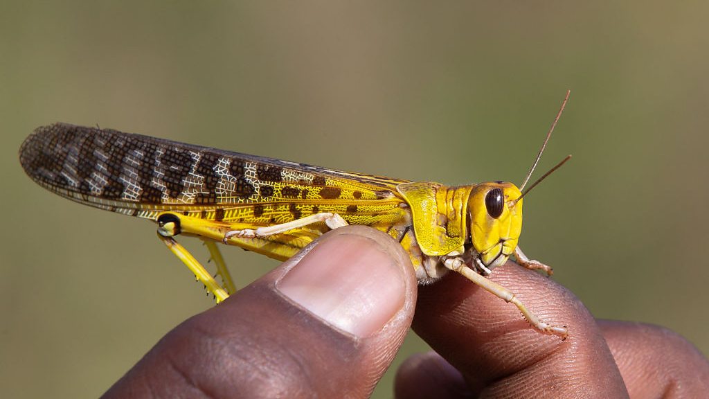 Ferro Network seks film